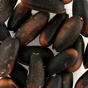 PN2 Medium Pine Nuts