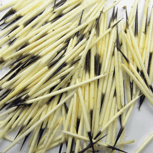 PQ3 Porcupine Quills - Medium