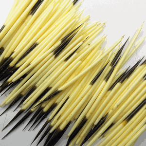 PQ5 Porcupine Quills - X-Large