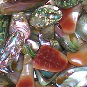 S18 Abalone Shell Chips