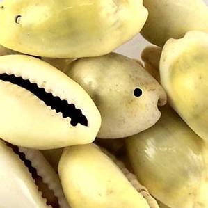 S30x Large Money Cowrie