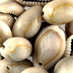 S31 Ring Top Cowrie