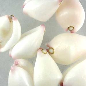 S34-S Small Pink & White Cowrie