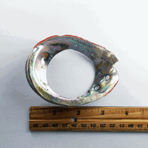 S19-A - Abalone Dream Catcher Shell 3 1/2