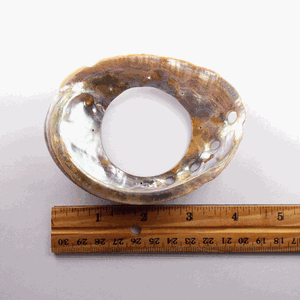 S19-B - Abalone Dream Catcher Shell 4