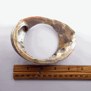 S19-C - Abalone Dream Catcher Shell 4 1/2