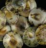 S-29-1-38-Limpets.jpg